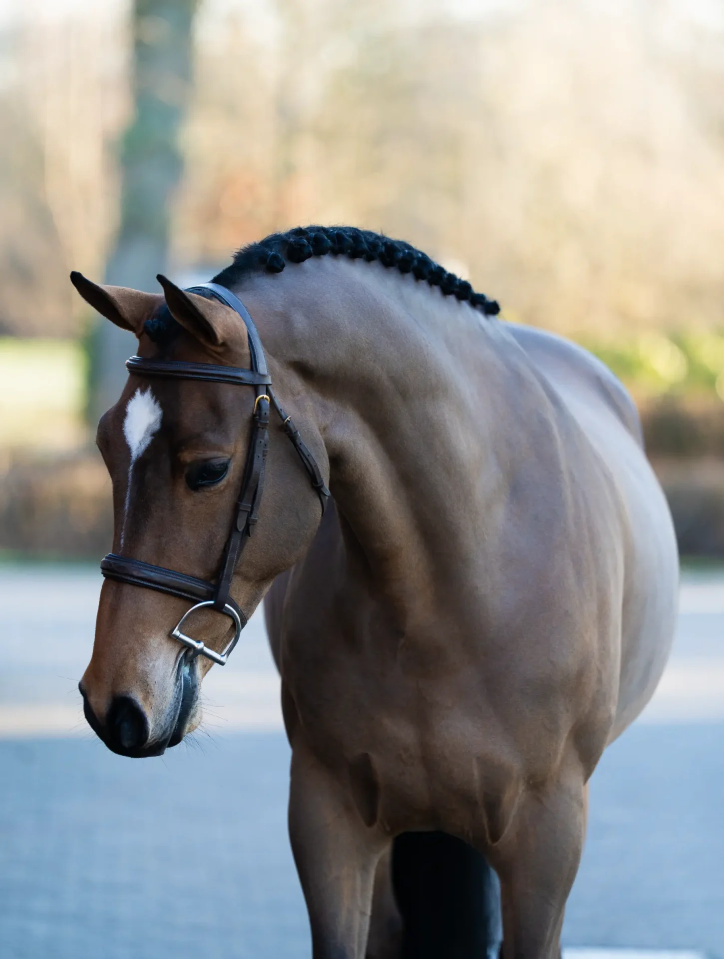 Trinidad - Primi Hunter & Jumper Horse Sale