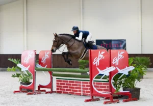 Trinidad - Primi Hunter & Jumper Horse Sale