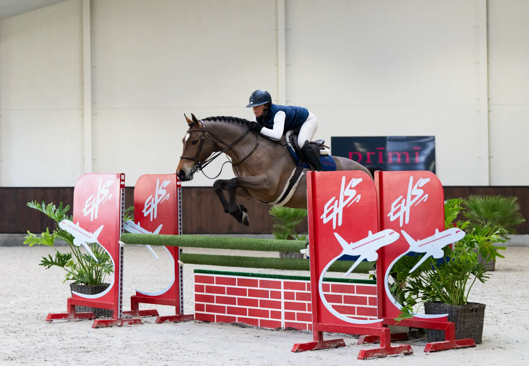 Trinidad - Primi Hunter & Jumper Horse Sale